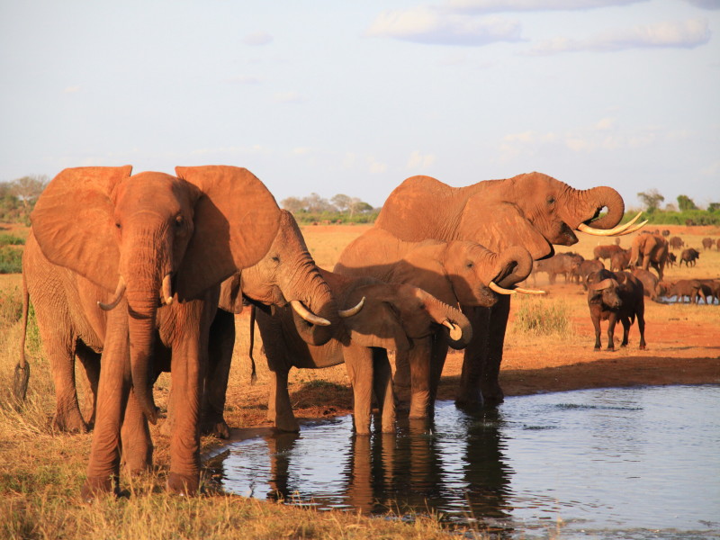 Tsavo West