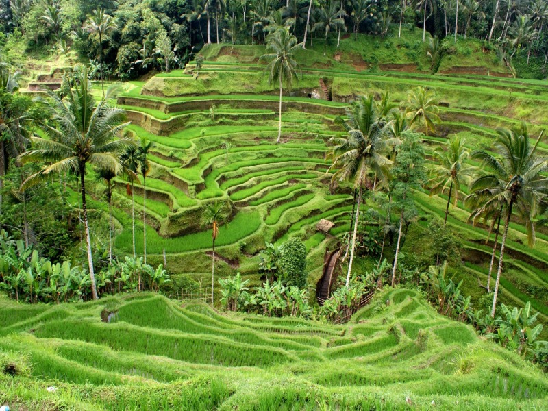 Bali – Ijen – Bali Package (Deluxe), foto 7