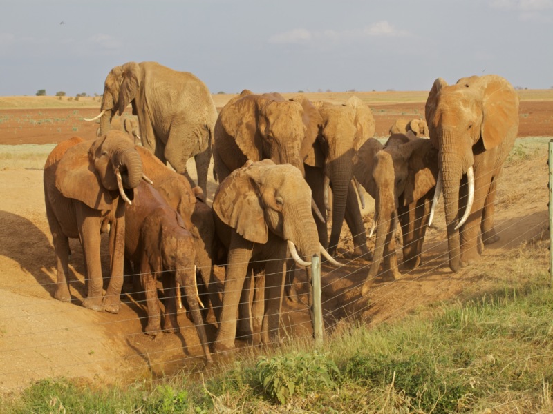 Da Amboseli alla spiaggia di Watamu, foto 4