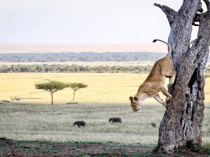 Da Masai Mara Amboseli Tsavo Alla Spiaggia Di Watamu, foto 3