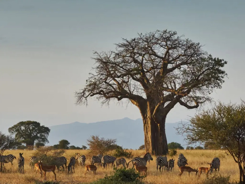 Giants of Tanzania