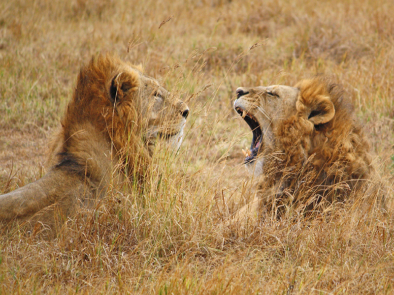 Serengeti Seronera