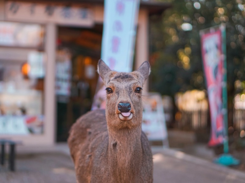 Paradiso Giapponese : Tokyo, Kyoto, Osaka e le spiagge di Okinawa 3* e 4*, foto 9