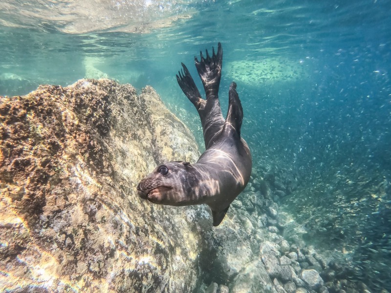 Baja California meridionale, foto 9