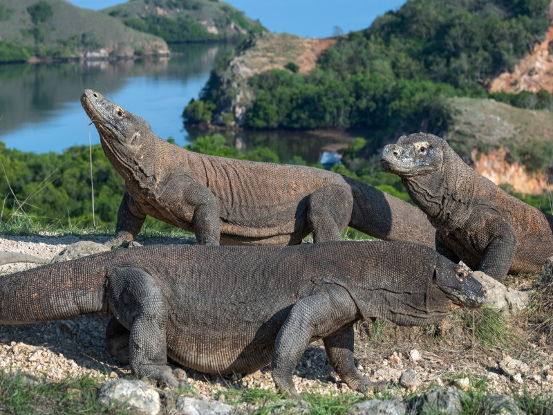 Komodo Seraya Package, foto 6
