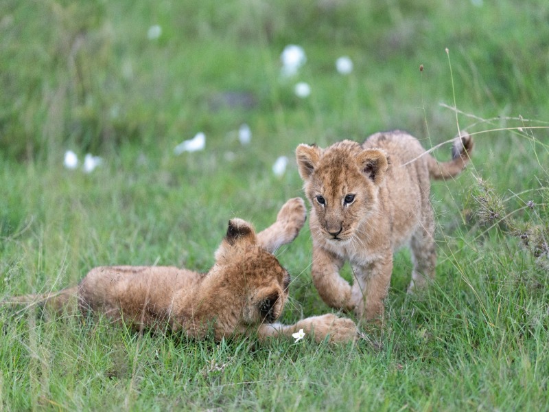 Narok