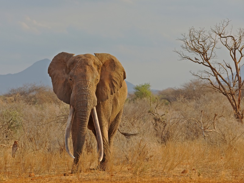 Da Amboseli alla spiaggia di Watamu, foto 5