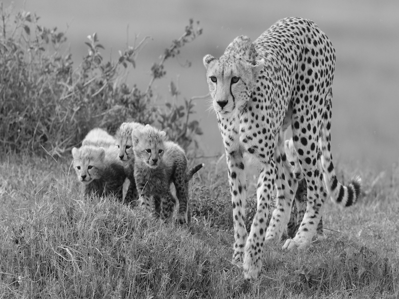 Esperienza Ngorongoro & Olduvai, foto 6