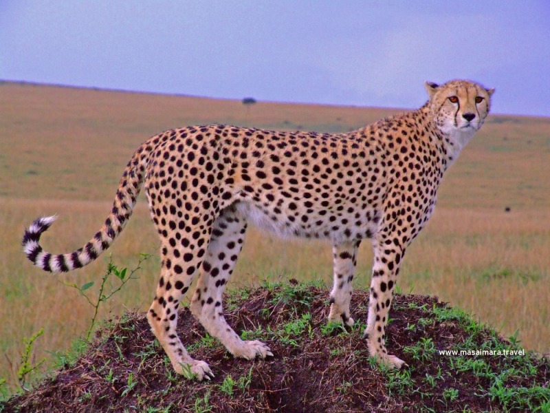 Da Masai Mara Alla Spiaggia di Watamu, foto 3