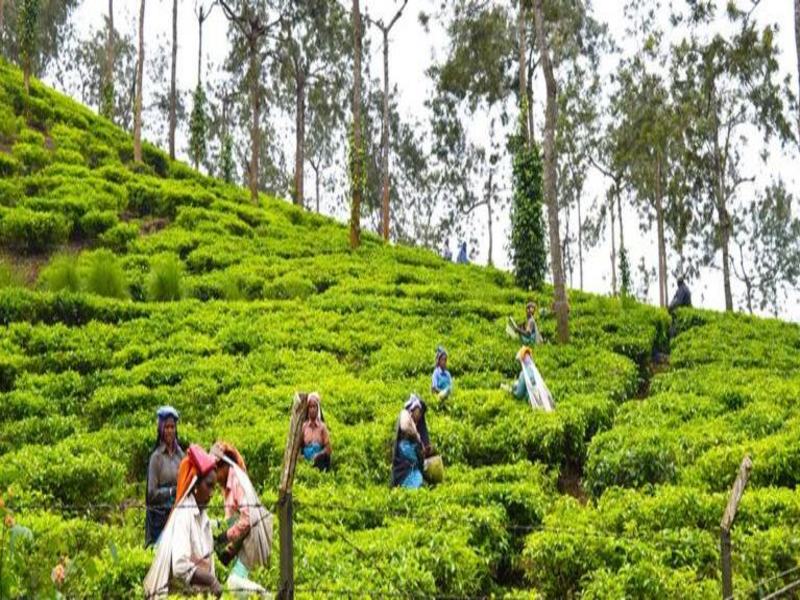 11 Mumbai E Kerala, foto 6