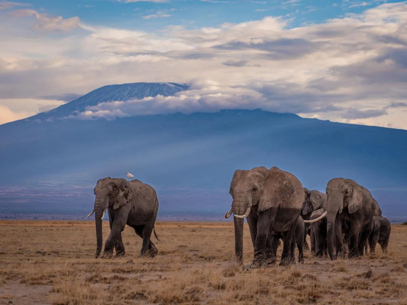 5 Giorni da Watamu ad Amboseli e Taita Hills in Jeep 4x4 Privata, foto 2