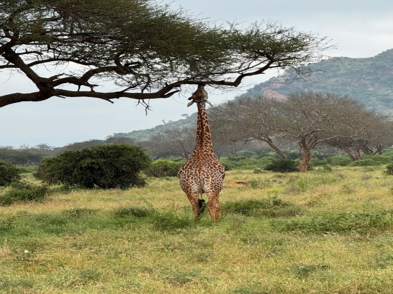 Watamu Tsavo Safari Extension Villa Verona, foto 8