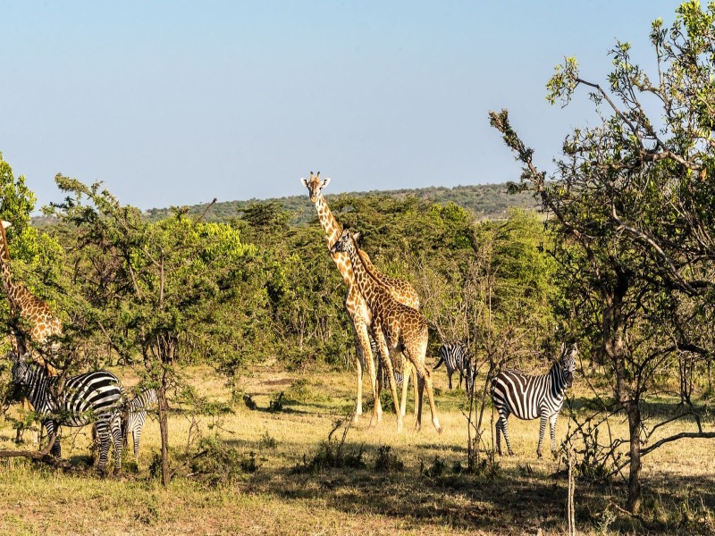 Da Masai Mara Alla Spiaggia di Watamu, foto 2
