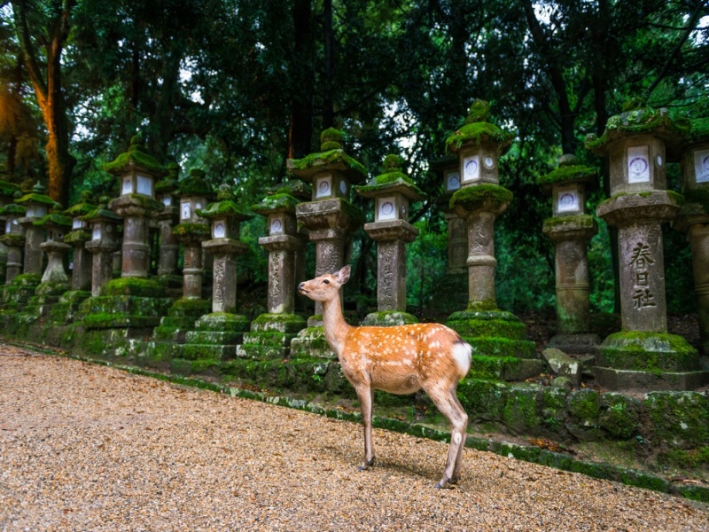 Tour Individuale : Luoghi iconici e Monte Fuji en 3*, foto 7